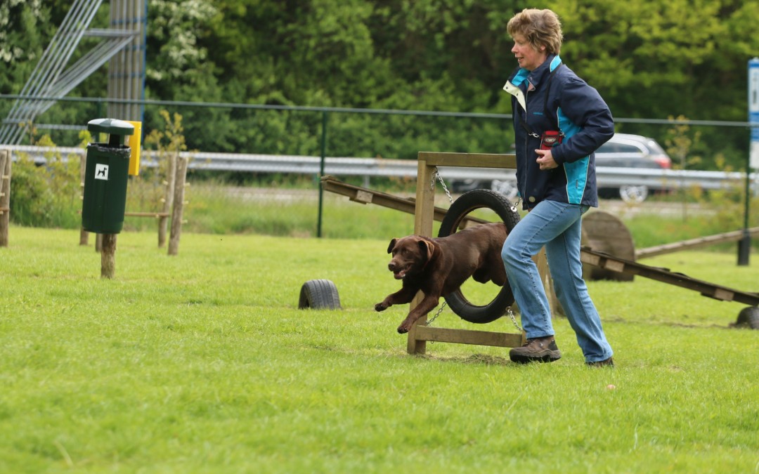 De hondenspeeltuin Midden Drenthe