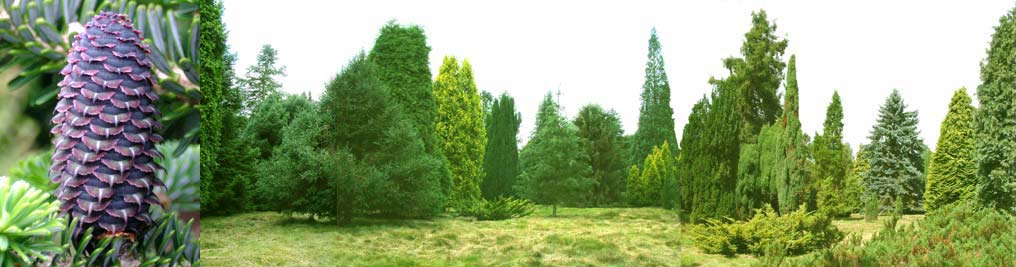 Pinetum Anloo