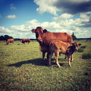 BoerenBeef van de Hooge Stoep Drenthe