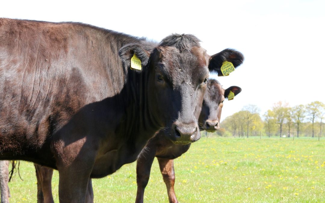Jan Steenbergen Biologisch Vlees Ansen