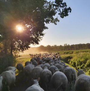Biologische schapenmelkerij en boerderijwinkel ’t Schoone Schoap
